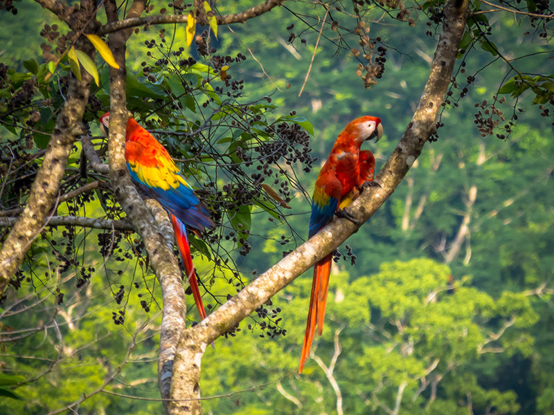 Top or Best Influencer Brand Partnership Agencies and Companies in Costa Rica