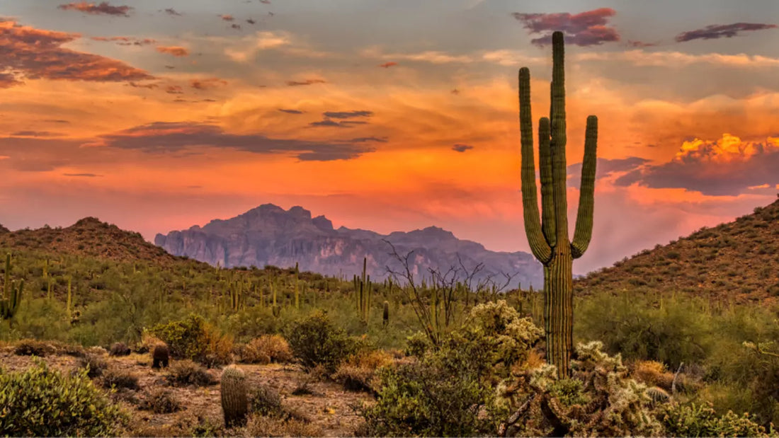 Top or Best Logo Design Agencies and Companies in Phoenix, Arizona