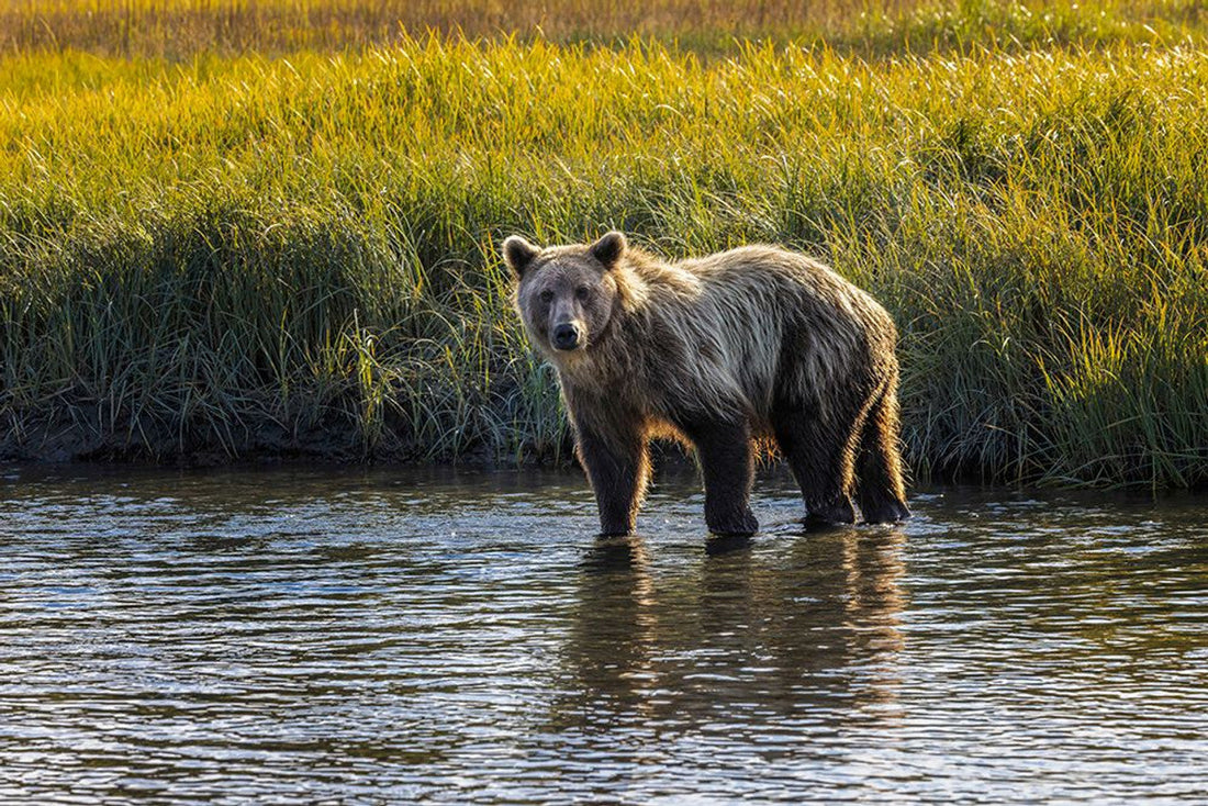 Top or Best Photography & Photo Editing Agencies and Companies in Meadow Lakes, Alaska