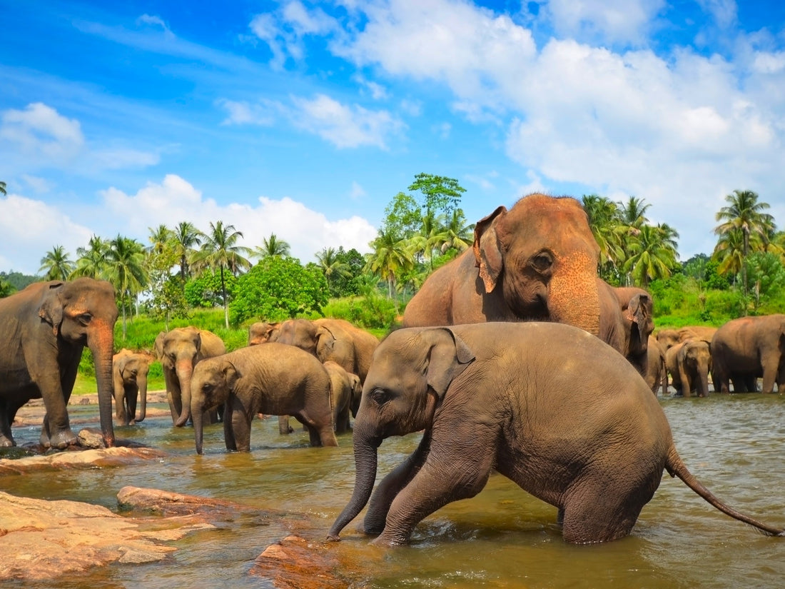 Top or Best Athlete Brand Partnership Agencies and Companies in Sri Lanka