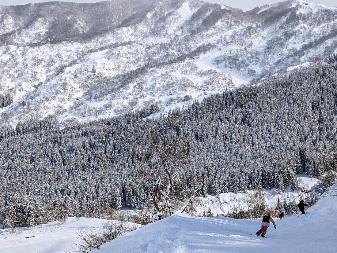 Top or Best Twitch Management Agencies in Niigata, Japan