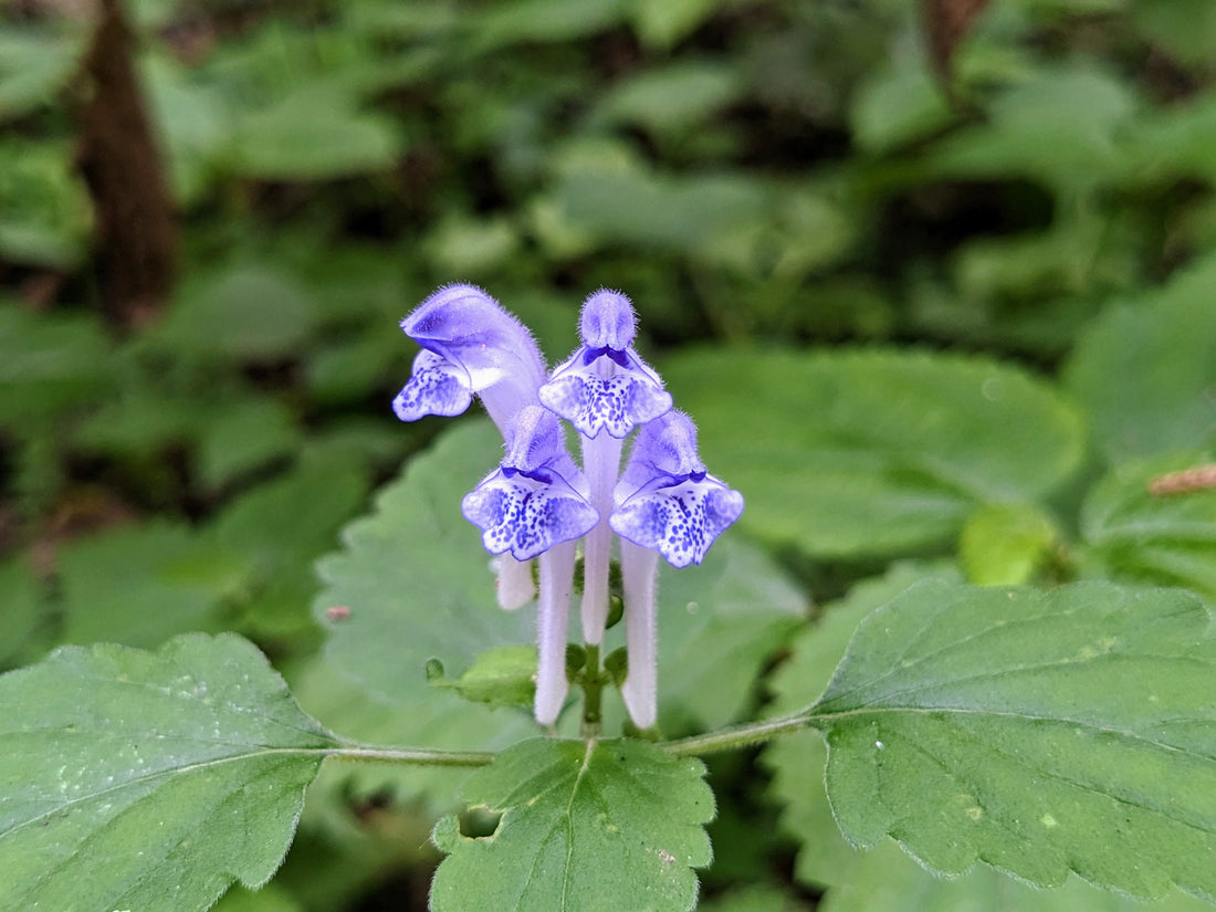 Top or Best Graphics Design Agencies for Streamers in Sagamihara, Japan