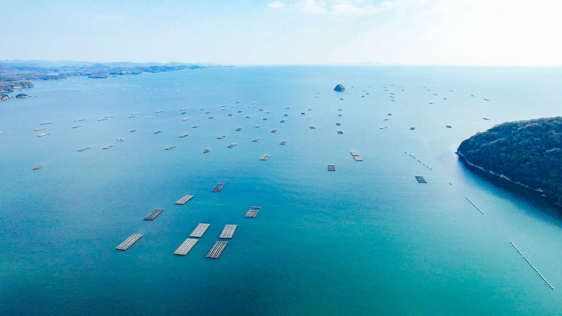 Top or Best NFT Art Services in Okayama, Japan