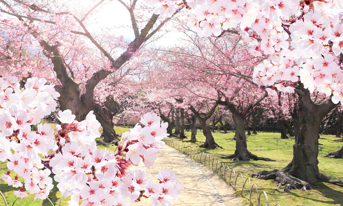 Top or Best Influencer Management Agencies in Okayama, Japan