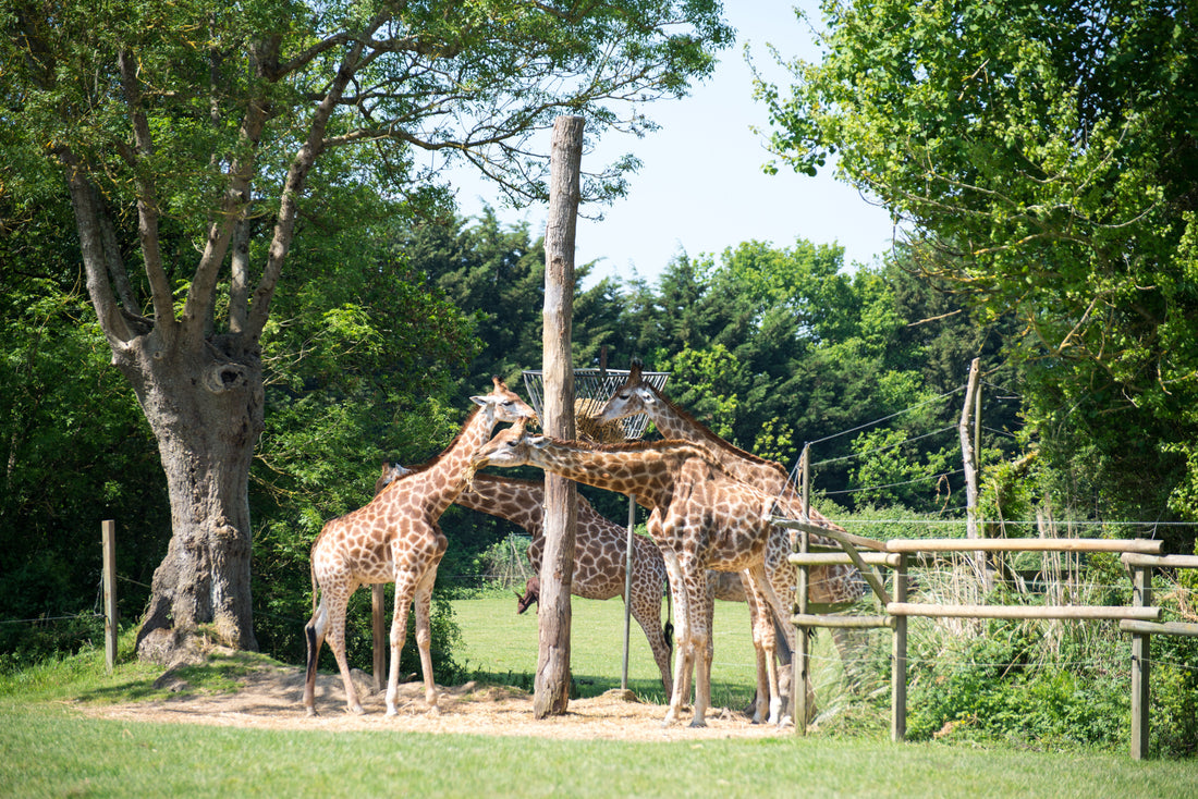 Top or Best Video Editing Subscription Agencies and Companies in Nantes, France