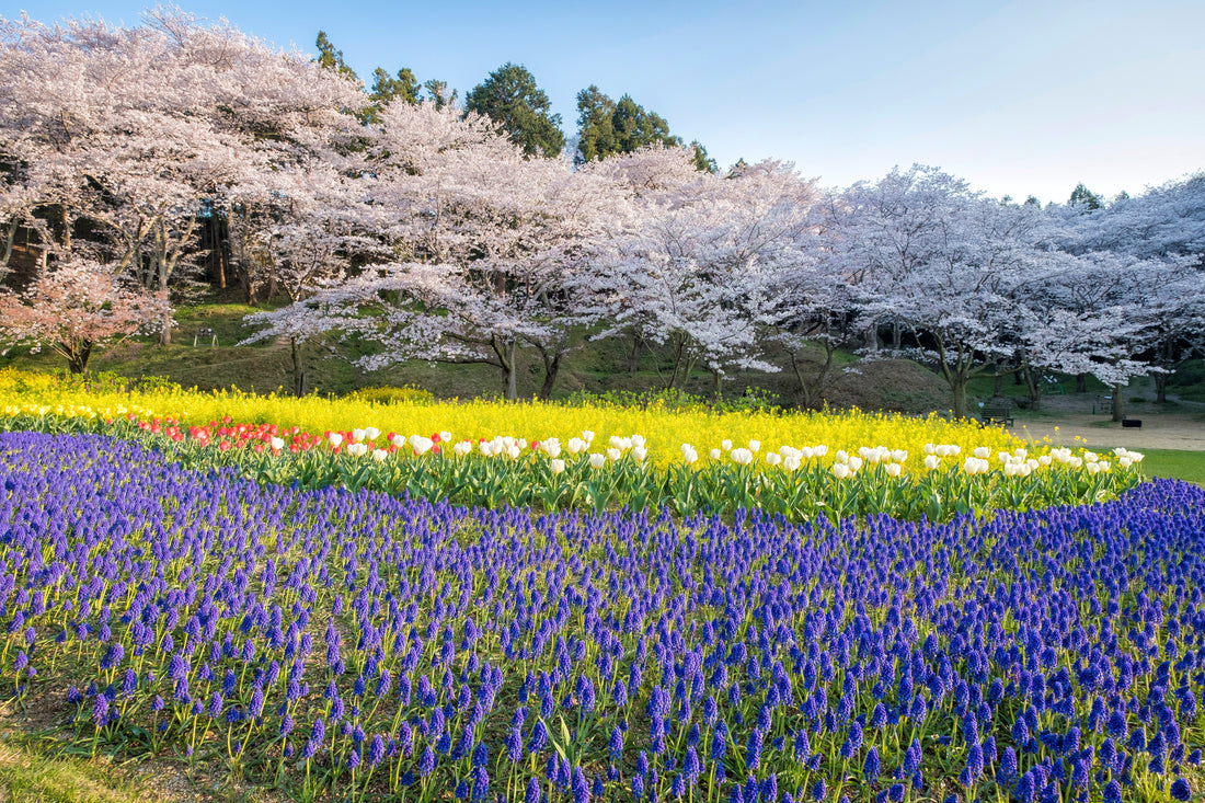 Top or Best Presentation Design Agencies and Companies in Hamamatsu, Japan
