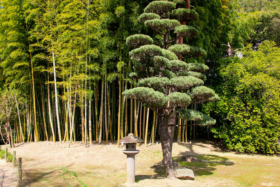 Top or Best Postcard Design Services in Okayama, Japan