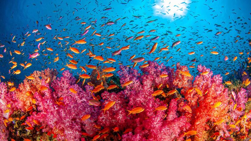 Top or Best Influencer Brand Partnership Agencies and Companies in Fiji