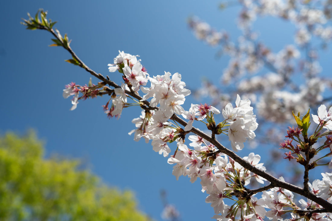 Top or Best Portrait and Caricature Services in Okayama, Japan