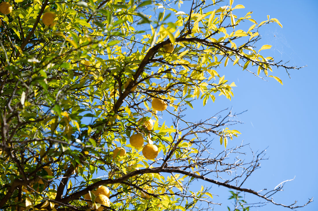 Top or Best Invitation Design Agencies in Sagamihara, Japan