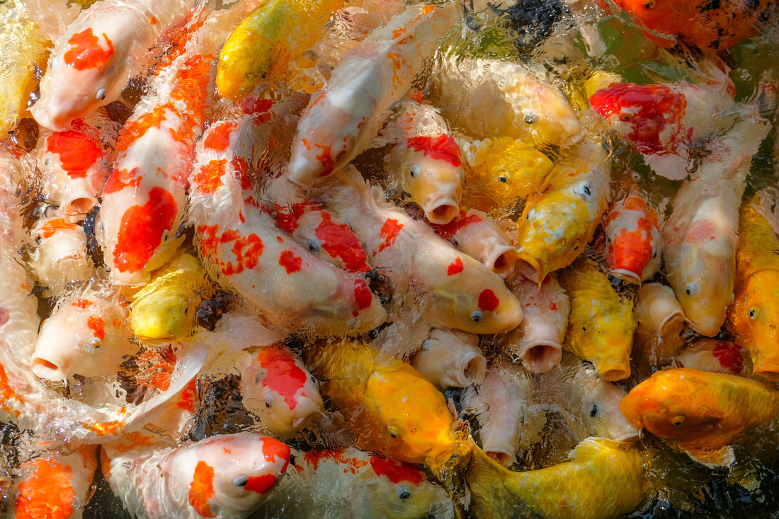 Top or Best Poster Design Services in Okayama, Japan