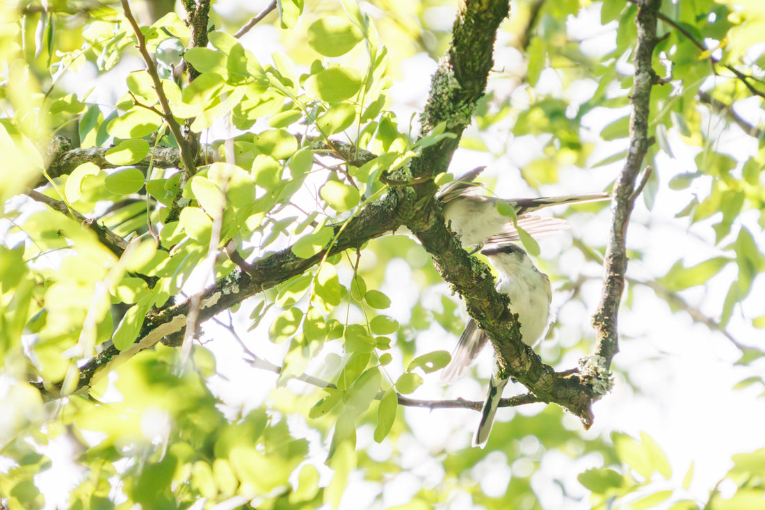 Top or Best Logo Animation Agencies in Sagamihara, Japan