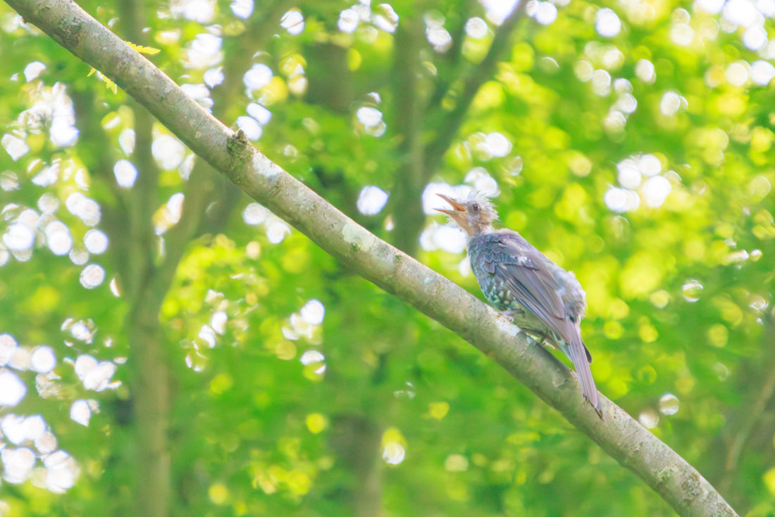 Top or Best Portraits & Caricatures Agencies in Sagamihara, Japan