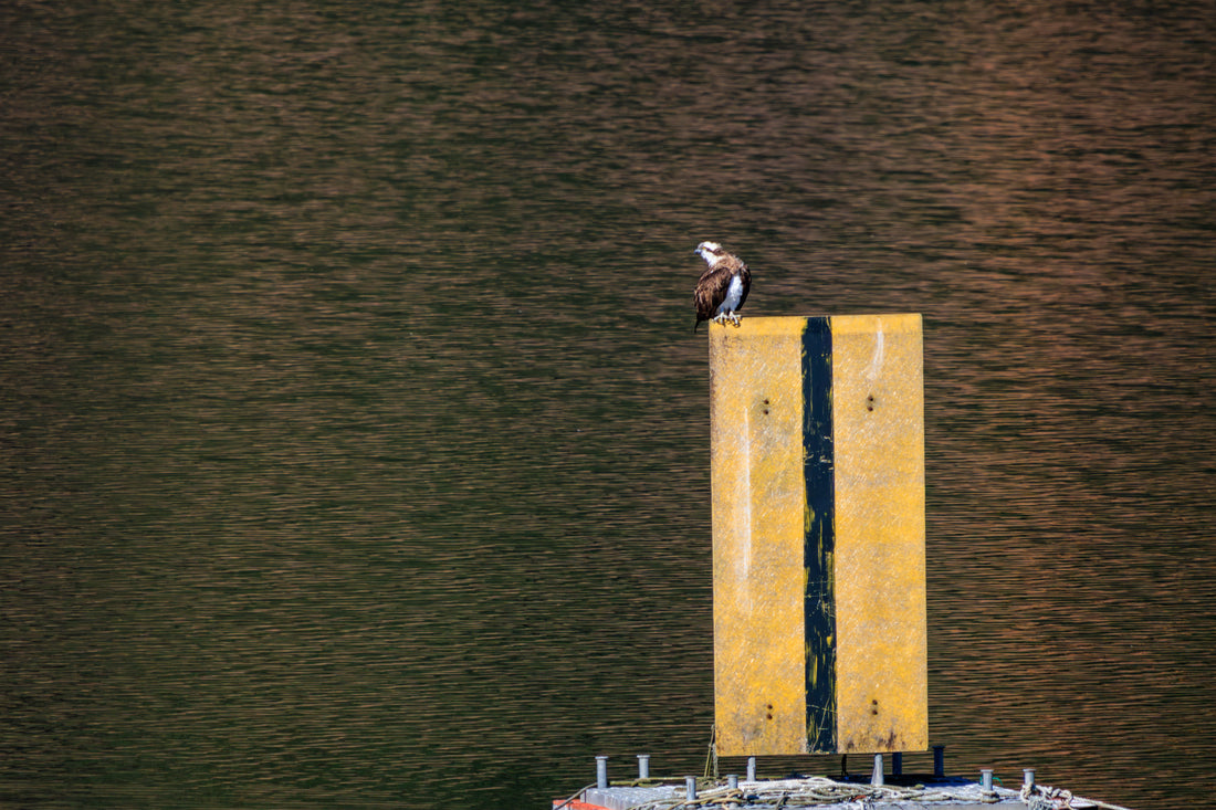 Top or Best Business Card Design Agencies in Sagamihara, Japan