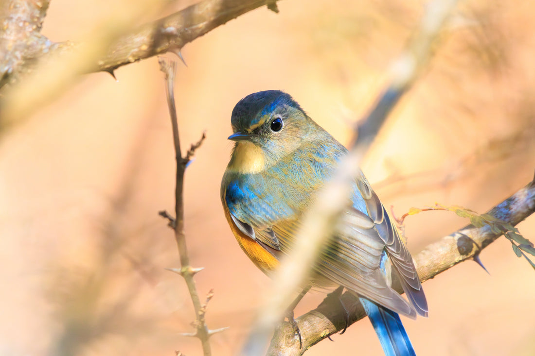 Top or Best Graphic Design Agencies in Sagamihara, Japan