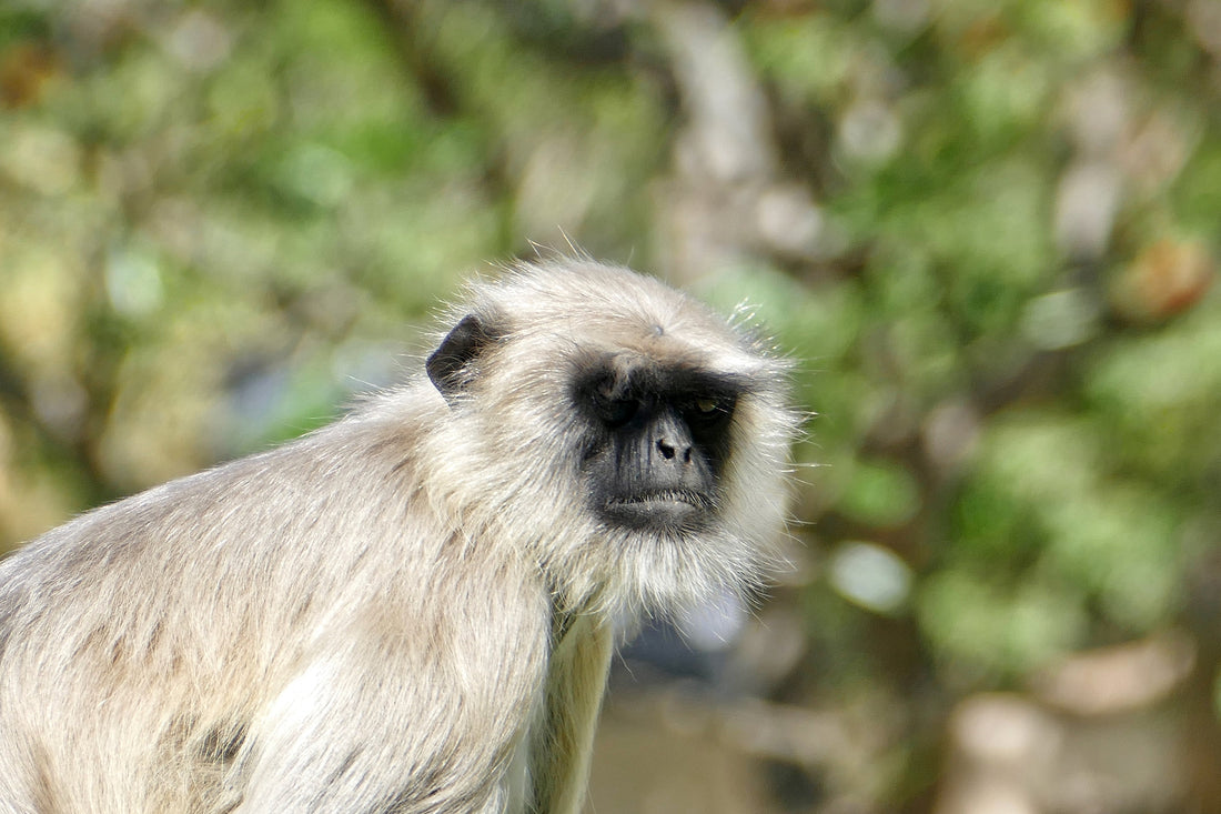 Top or Best Influencer Agency Influencer Campaign Strategy Agencies and Companies in Ahmedabad, India