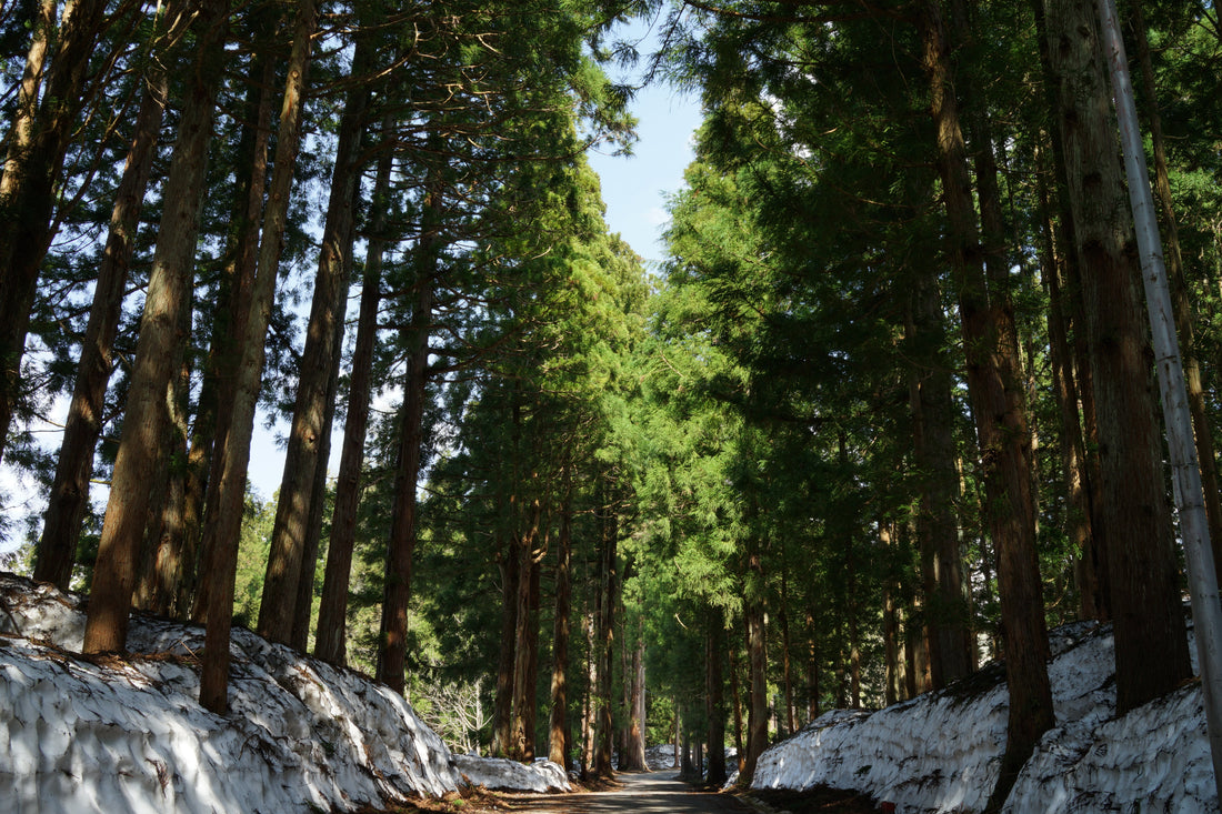 Top or Best Graphic Design Subscription Services in Niigata, Japan