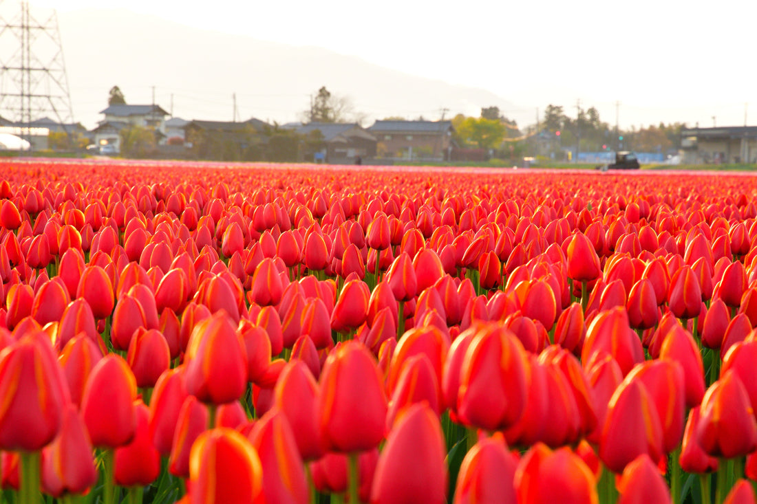 Top or Best Talent & Agencies in Niigata, Japan