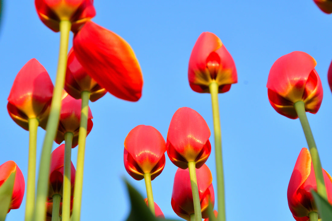 Top or Best Graphics Design Agencies for Streamers in Niigata, Japan