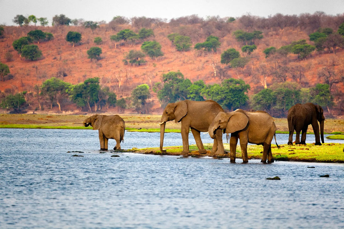 Top or Best Talent Management Agencies and Companies in Botswana