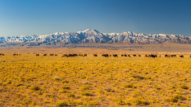 Top or Best Athlete Management Agencies and Companies in Mongolia
