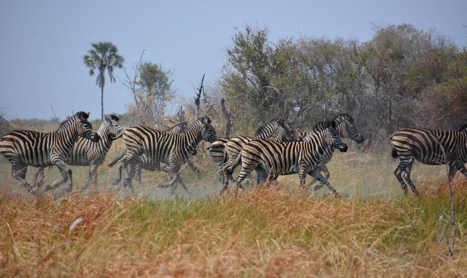 Top AR Filters and Lenses Agencies in Botswana
