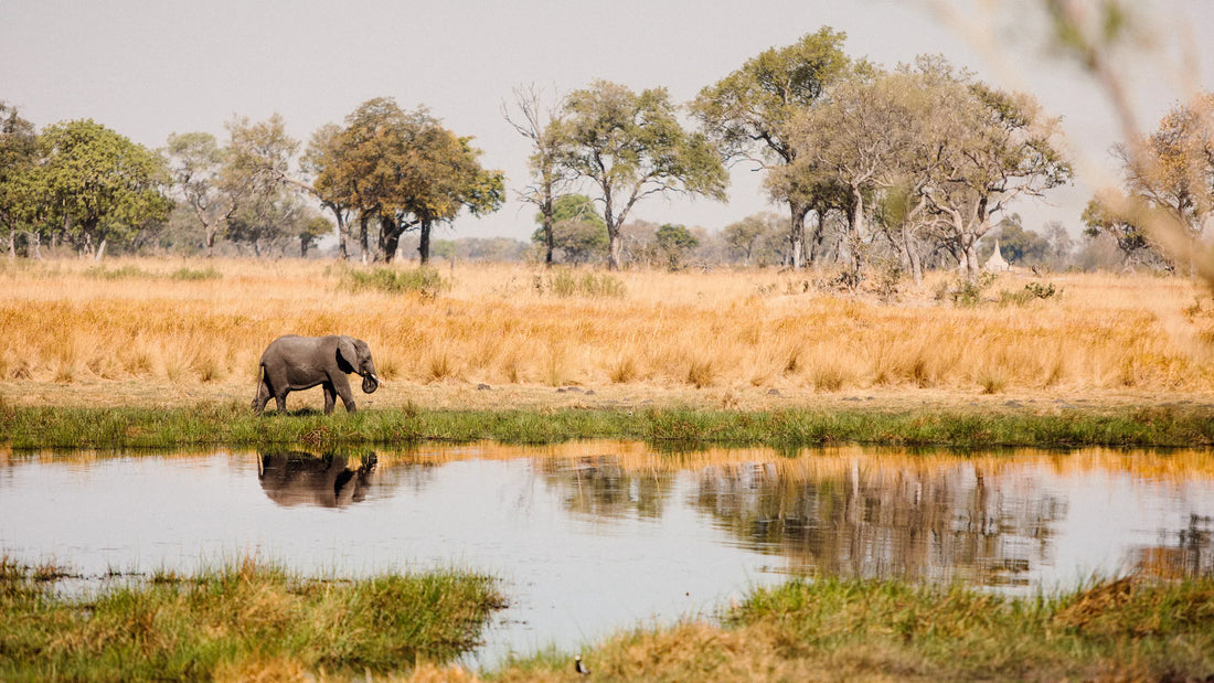 Top or Best Athlete Brand Partnership Agencies and Companies in Botswana