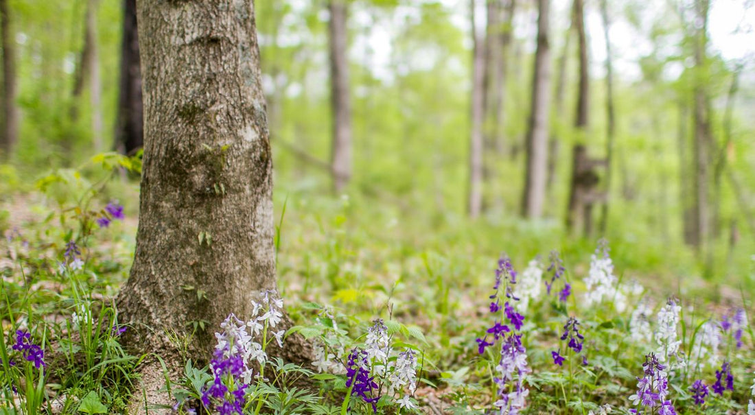 Top or Best Photo Editing Agencies and Companies in Nicholasville, Kentucky