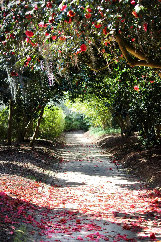 Top or Best Photo Editing Agencies and Companies in Summerville, South Carolina