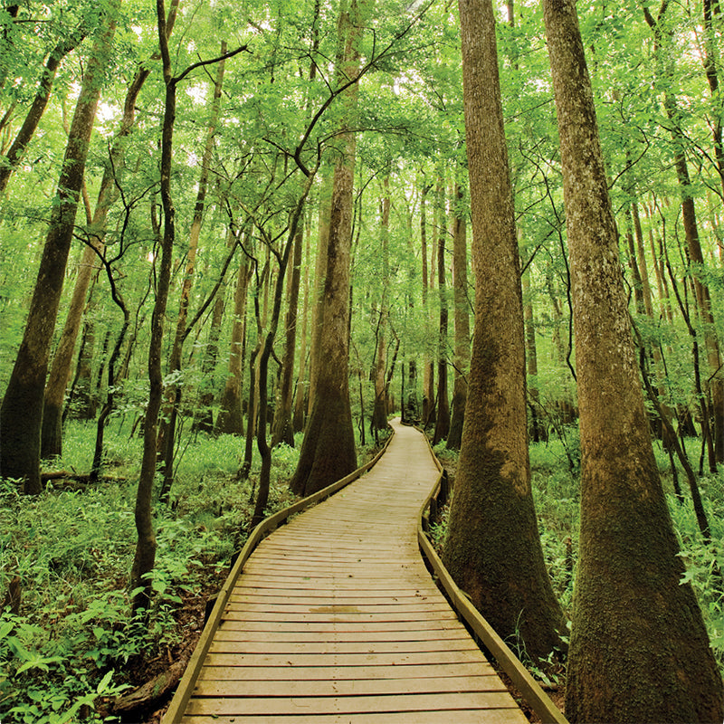 Top or Best Virtual Background Design Agencies and Companies in Summerville, South Carolina