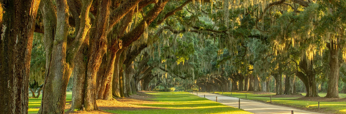 Top or Best Animation and Motion Graphics Agencies and Companies in Mount Pleasant, South Carolina