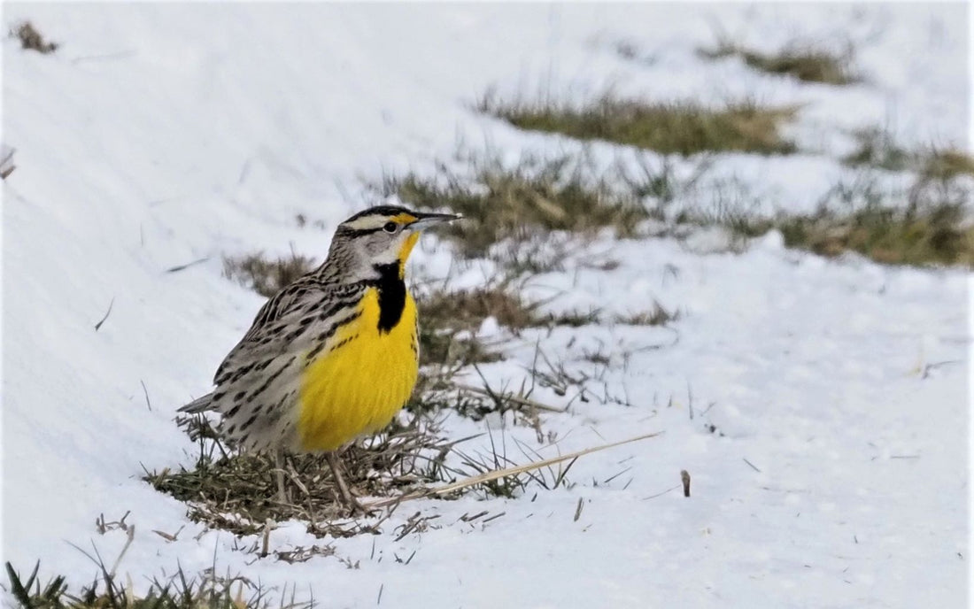 Top or Best Mural Design Agencies and Companies in Erlanger, Kentucky