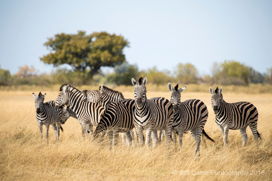 Top Virtual Background Design Agencies in Botswana