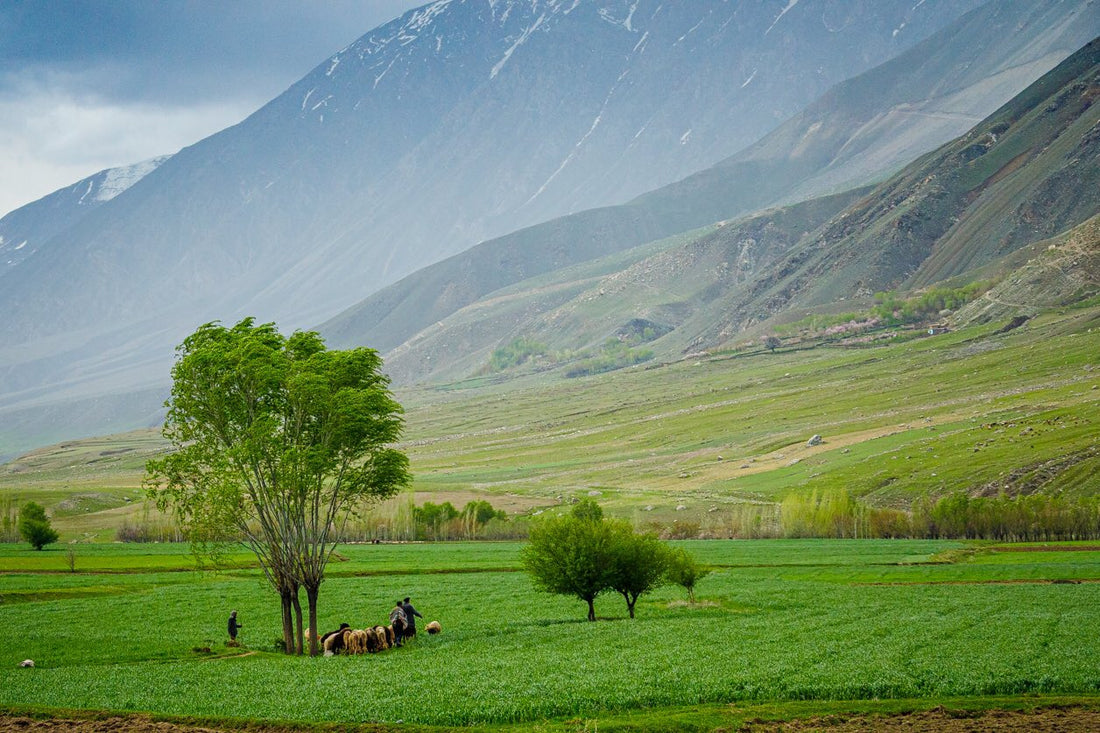 Top App UI/UX Design Agencies in Afghanistan