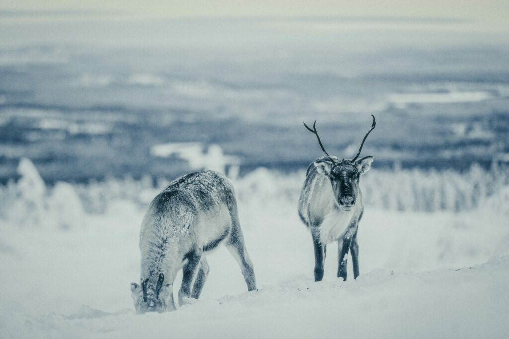 Top or Best Athlete Brand Partnership Agencies and Companies in Finland