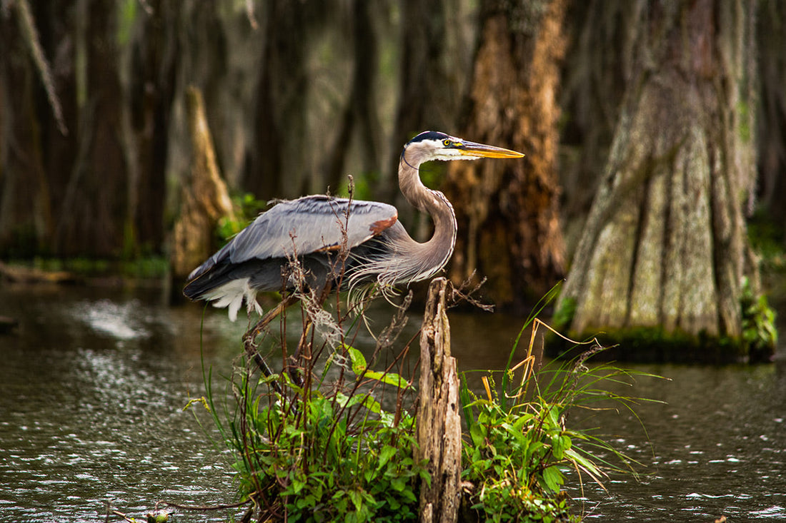 Top or Best TikTok Management Agencies and Companies in Lafayette, Louisiana