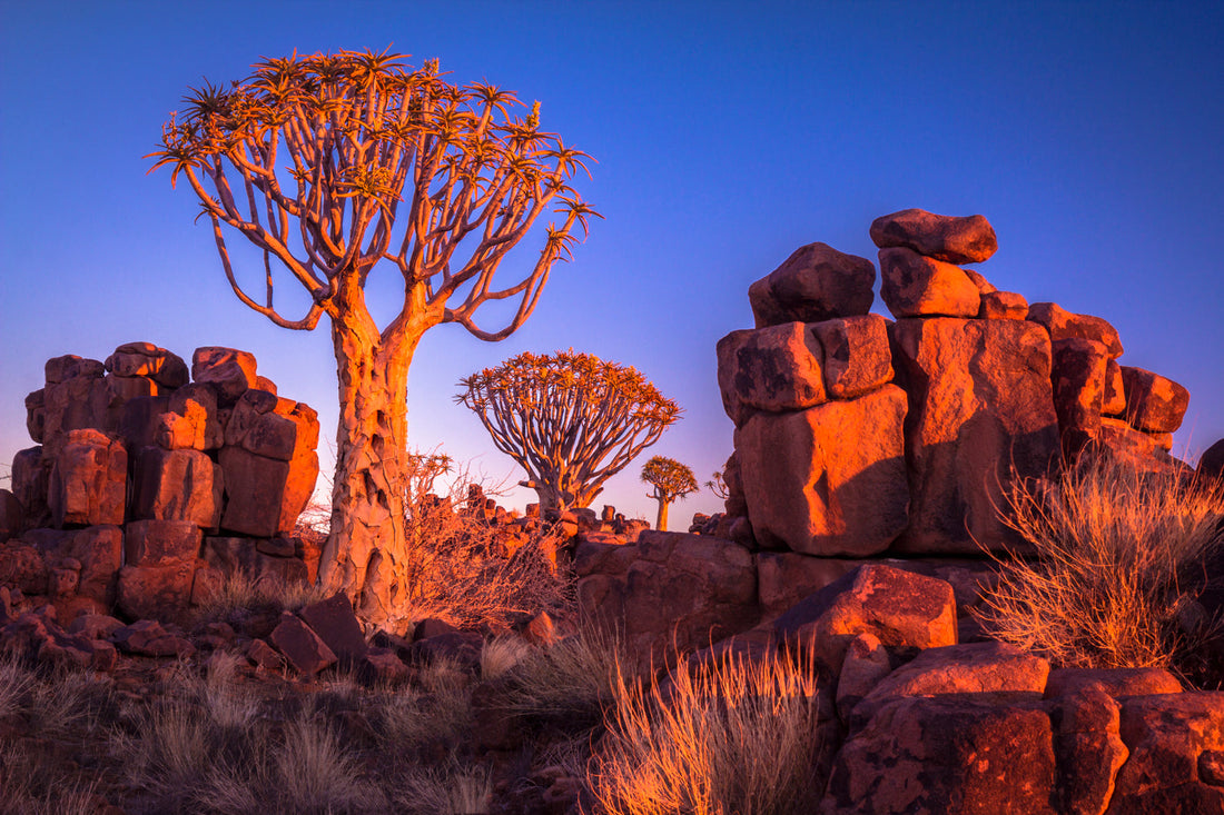 Best TikTok Management Companies in Namibia