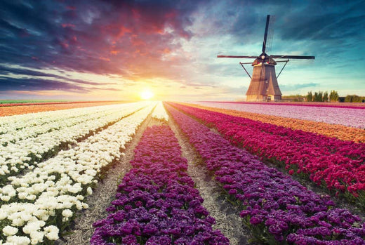 Top 5 Catalog Design Agencies in the Netherlands