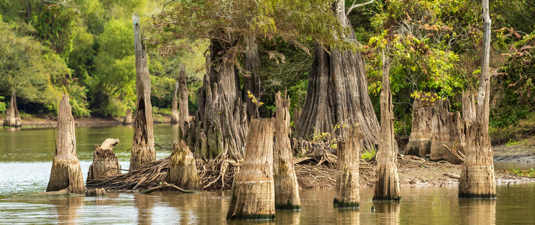 Top or Best Influencer Brand Partnership Agencies and Companies in Louisiana