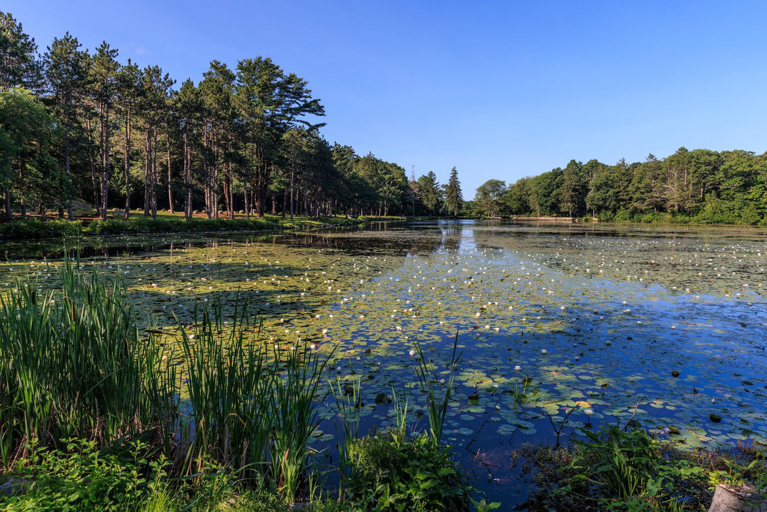 Top or Best Flyer Design Agencies and Companies in Brockton, Massachusetts