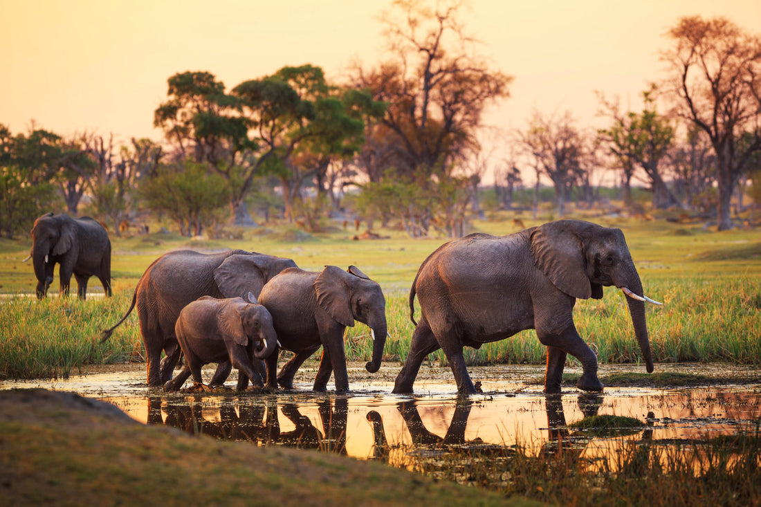 Top or Best Influencer Brand Partnership Agencies and Companies in Botswana