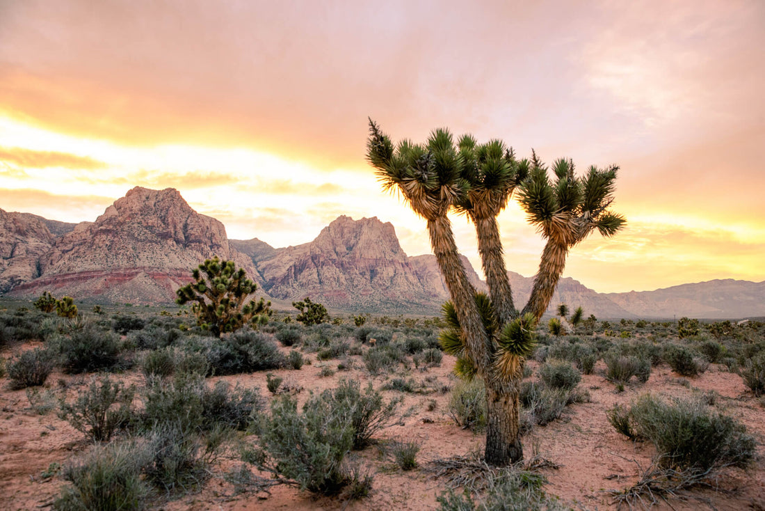 Top Banner Ads Agencies in Nevada