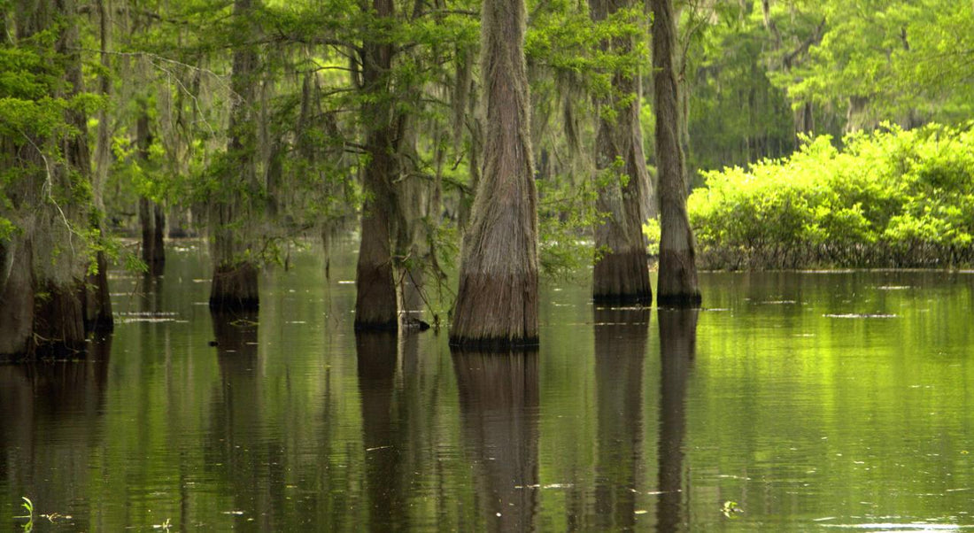 Top or Best Catalog Design Agencies and Companies in Lafayette, Louisiana