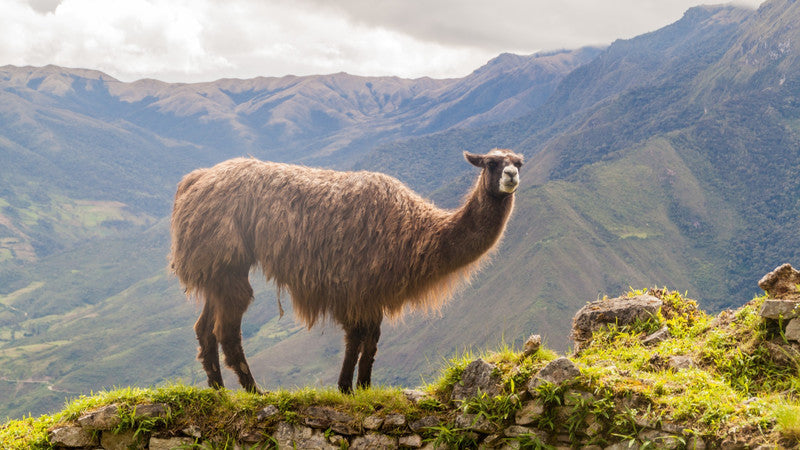 Top Postcard Design Agencies in Peru