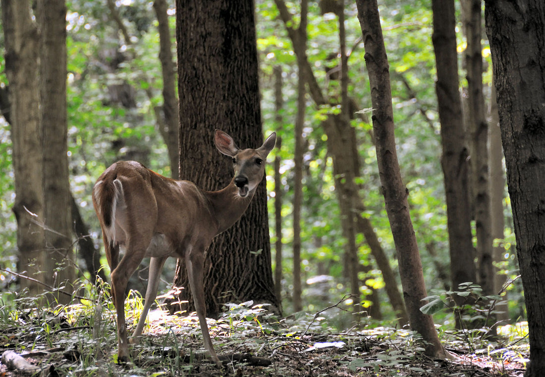 Top or Best Banner Ad Design Agencies and Companies in Indianapolis, Indiana