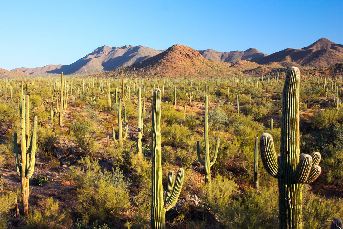 Top or Best Athlete Management Agencies and Companies in Arizona