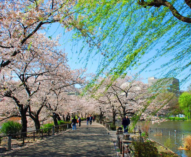 Top Video Editing Subscription Services in Tokyo, Japan