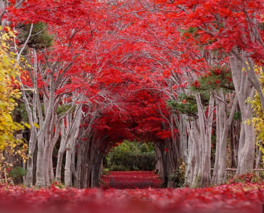 Top or Best Video Editing Agencies in Sapporo, Japan