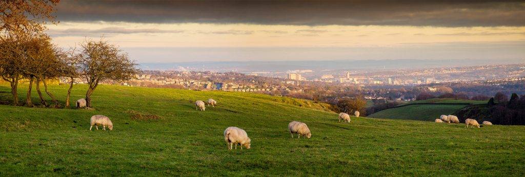 Top or Best Twitch Management Agencies and Companies in Sheffield, England