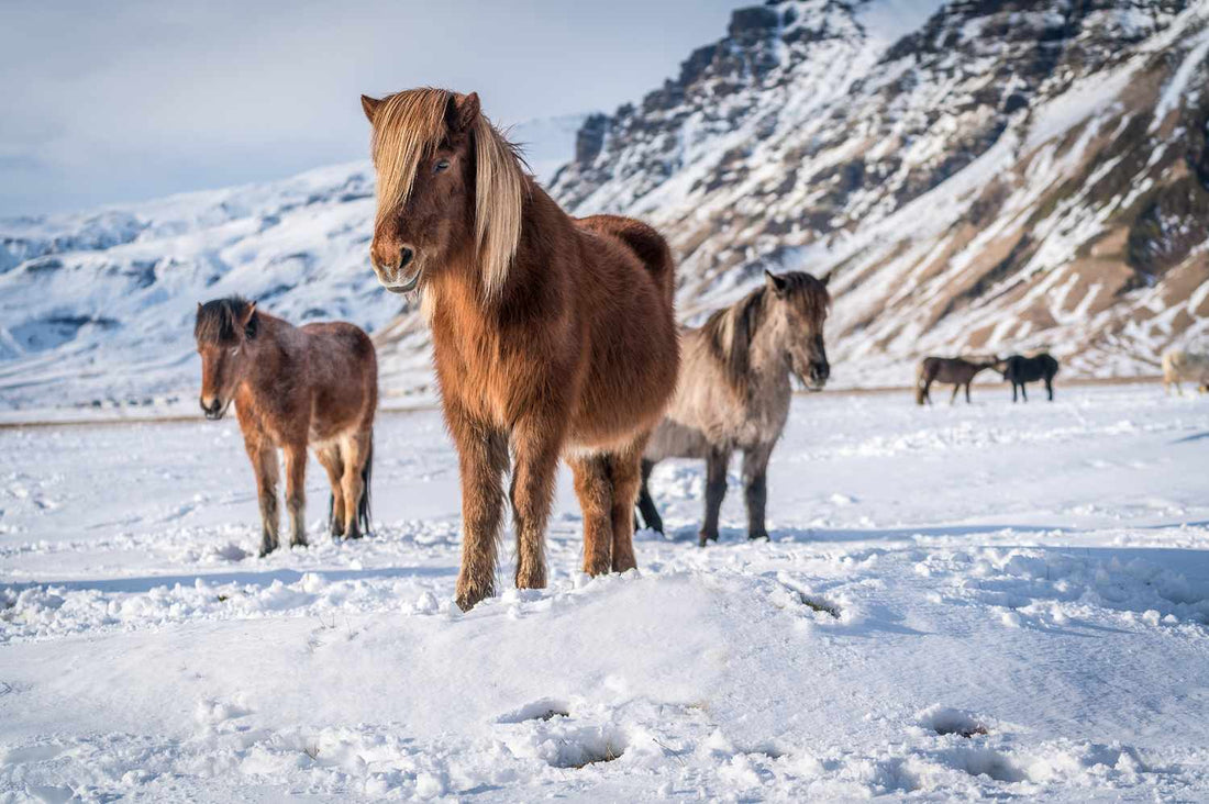 Top or Best Athlete Brand Partnership Agencies and Companies in Iceland